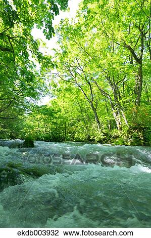 Oirase mountain stream, Aomori Prefecture View Large Photo Image Stock Image - Oirase mountain stream, Aomori Prefecture. Fotosearch