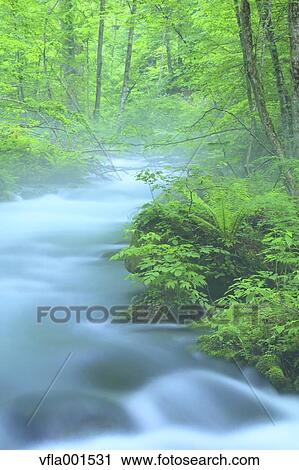 Oirase Mountain Stream, Aomori Prefecture View Large Photo Image Stock Image - Oirase Mountain Stream, Aomori Prefecture. Fotosearch