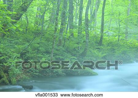 Oirase Mountain Stream, Aomori Prefecture View Large Photo Image Stock Image - Oirase Mountain Stream, Aomori Prefecture. Fotosearch
