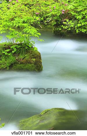 Oirase Mountain Stream, Aomori Prefecture View Large Photo Image Stock Image - Oirase Mountain Stream, Aomori Prefecture. Fotosearch