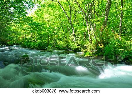 Oirase mountain stream, Aomori Prefecture View Large Photo Image Stock Photo - Oirase mountain stream, Aomori Prefecture. Fotosearch