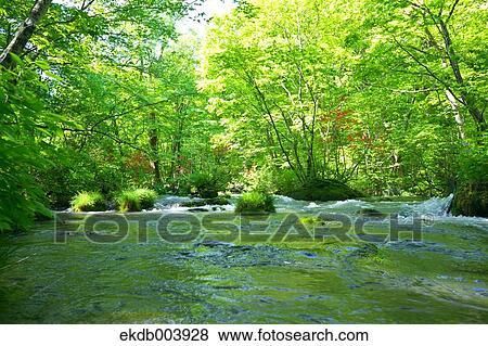 Oirase mountain stream, Aomori Prefecture View Large Photo Image Stock Photo - Oirase mountain stream, Aomori Prefecture. Fotosearch