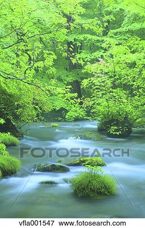 Oirase Mountain Stream, Aomori Prefecture View Large Photo Image Stock Photo - Oirase Mountain Stream, Aomori Prefecture. Fotosearch