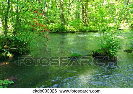 Oirase mountain stream, Aomori Prefecture View Large Photo Image Stock Photograph - Oirase mountain stream, Aomori Prefecture. Fotosearch