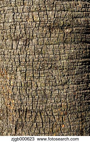 Palm tree cortex View Large Photo Image Stock Image - Palm tree cortex. Fotosearch