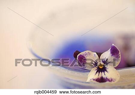 Stock Photo - Pansy flower. Fotosearch