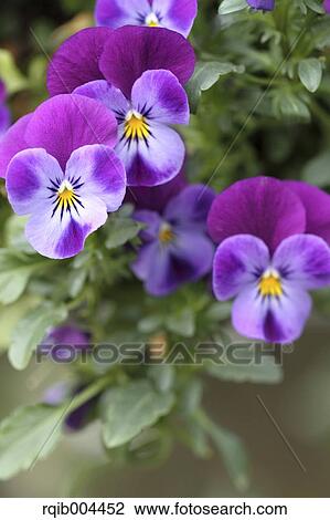 Stock Image - Pansy flowers. Fotosearch