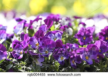Pansy flowers View Large Photo Image Stock Photography - Pansy flowers. Fotosearch