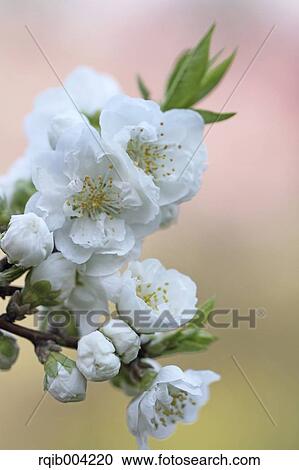 Peach blossoms View Large Photo Image Stock Image - Peach blossoms. Fotosearch