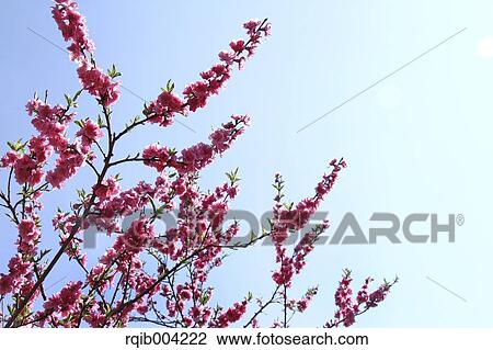 Stock Image - Peach blossoms. Fotosearch