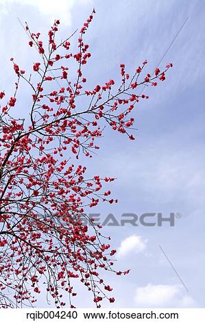 Stock Image - Peach blossoms. Fotosearch