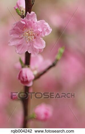 Stock Image - Peach blossoms. Fotosearch