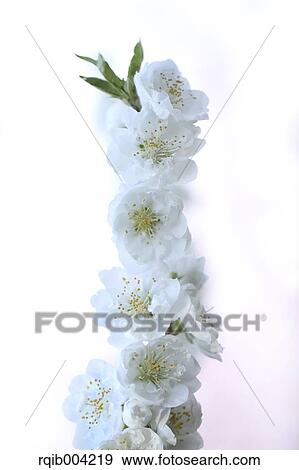 Stock Photo - Peach blossoms. Fotosearch