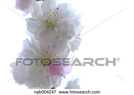 Stock Photo - Peach blossoms. Fotosearch