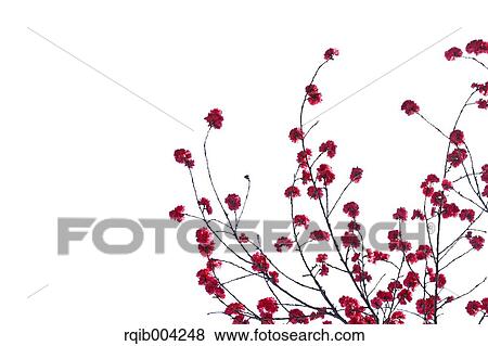 Stock Photo - Peach blossoms. Fotosearch