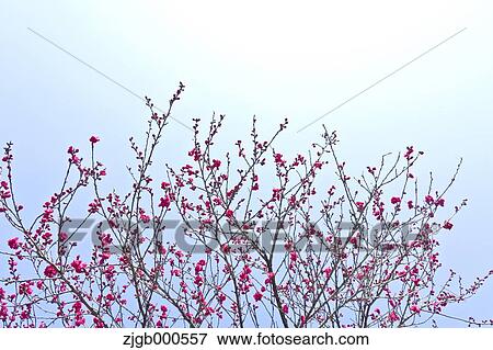 Stock Photo - Peach blossoms. Fotosearch