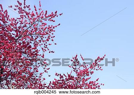 Peach blossoms View Large Photo Image Stock Photography - Peach blossoms. Fotosearch