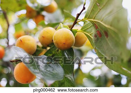 Persimmon fruits View Large Photo Image Stock Image - Persimmon fruits. Fotosearch