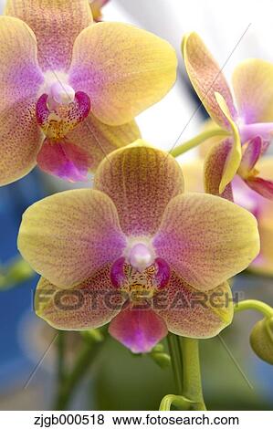 Phalaenopsis Orchids View Large Photo Image Stock Photo - Phalaenopsis Orchids. Fotosearch