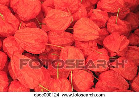 Picture - Physalis Alkekengi. Fotosearch