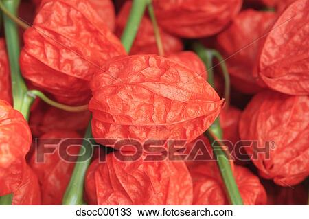Physalis Alkekengi View Large Photo Image Stock Image - Physalis Alkekengi. Fotosearch