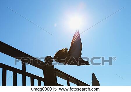Pigeon flying View Large Photo Image Stock Photography - Pigeon flying. Fotosearch