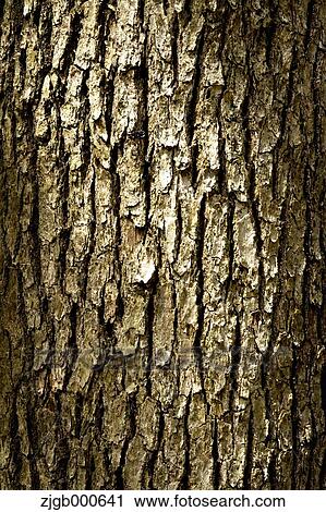 Stock Image - Pine tree cortex. Fotosearch