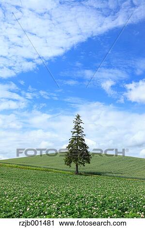 Stock Image - Pine tree, fields and sky with clouds, Hokkaido. Fotosearch