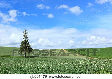 Stock Photo - Pine tree, fields and sky with clouds, Hokkaido. Fotosearch