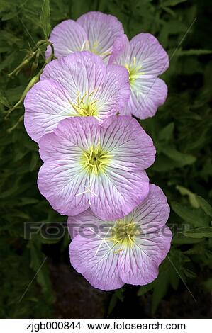 Pink evening primrose flowers View Large Photo Image Picture - Pink evening primrose flowers. Fotosearch