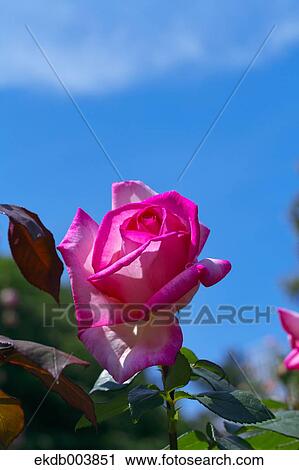 Pink rose and blue sky View Large Photo Image Stock Image - Pink rose and blue sky. Fotosearch