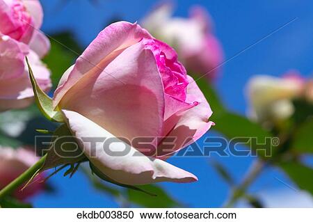 Pink rose View Large Photo Image Stock Image - Pink rose. Fotosearch
