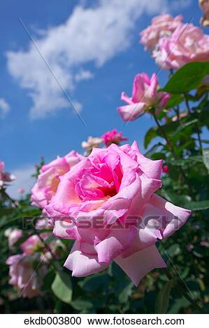 Pink roses and blue sky View Large Photo Image Stock Image - Pink roses and blue sky. Fotosearch