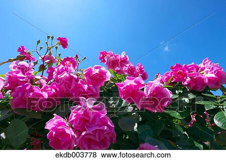 Pink roses and blue sky View Large Photo Image Stock Photo - Pink roses and blue sky. Fotosearch