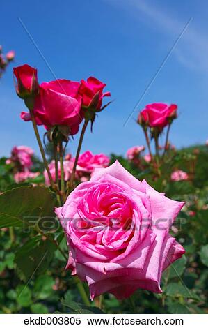 Pink roses and blue sky View Large Photo Image Stock Photography - Pink roses and blue sky. Fotosearch