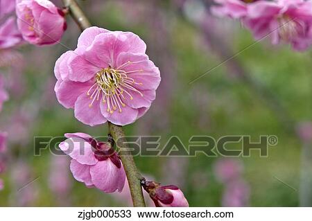 Plum blossoms View Large Photo Image Stock Image - Plum blossoms. Fotosearch