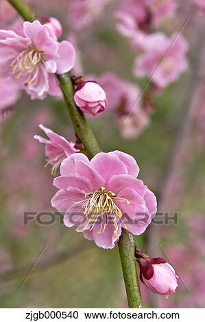 Plum blossoms View Large Photo Image Stock Image - Plum blossoms. Fotosearch