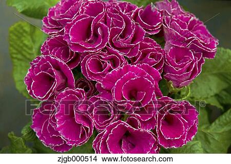 Polyantha flowers View Large Photo Image Picture - Polyantha flowers. Fotosearch