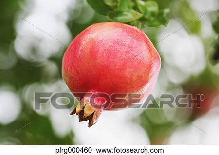 Pomegranate View Large Photo Image Stock Image - Pomegranate. Fotosearch