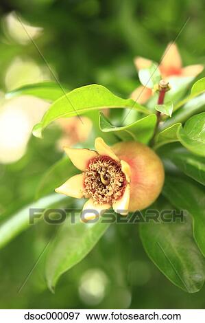 Stock Photo - Pomegranate. Fotosearch