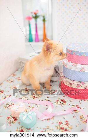 Pomeranian View Large Photo Image Picture - Pomeranian. Fotosearch