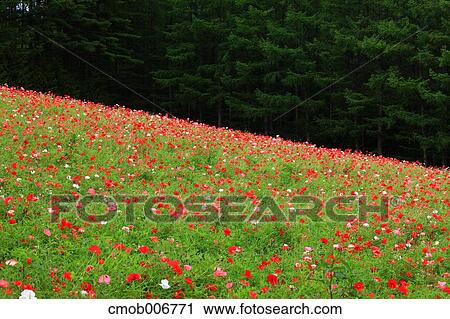 Poppy field, Hokkaido View Large Photo Image Stock Image - Poppy field, Hokkaido. Fotosearch