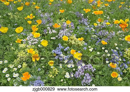 Poppy field View Large Photo Image Stock Photo - Poppy field. Fotosearch
