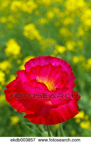 Poppy flower View Large Photo Image Stock Photo - Poppy flower. Fotosearch