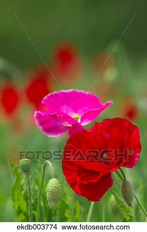 Poppy flowers View Large Photo Image Picture - Poppy flowers. Fotosearch