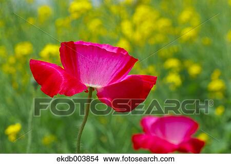 Picture - Poppy flowers. Fotosearch