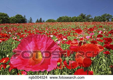 Poppy flowers View Large Photo Image Picture - Poppy flowers. Fotosearch