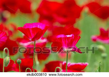 Stock Image - Poppy flowers. Fotosearch