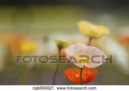 Poppy flowers View Large Photo Image Stock Image - Poppy flowers. Fotosearch