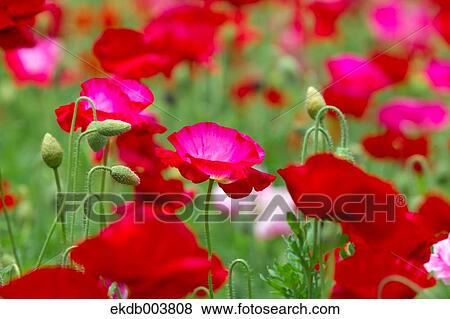Poppy flowers View Large Photo Image Stock Photo - Poppy flowers. Fotosearch